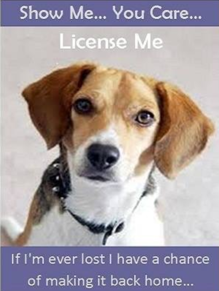 Pet Licensing