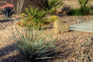 drought friendly landscaping